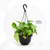 Hanging Pot Plants