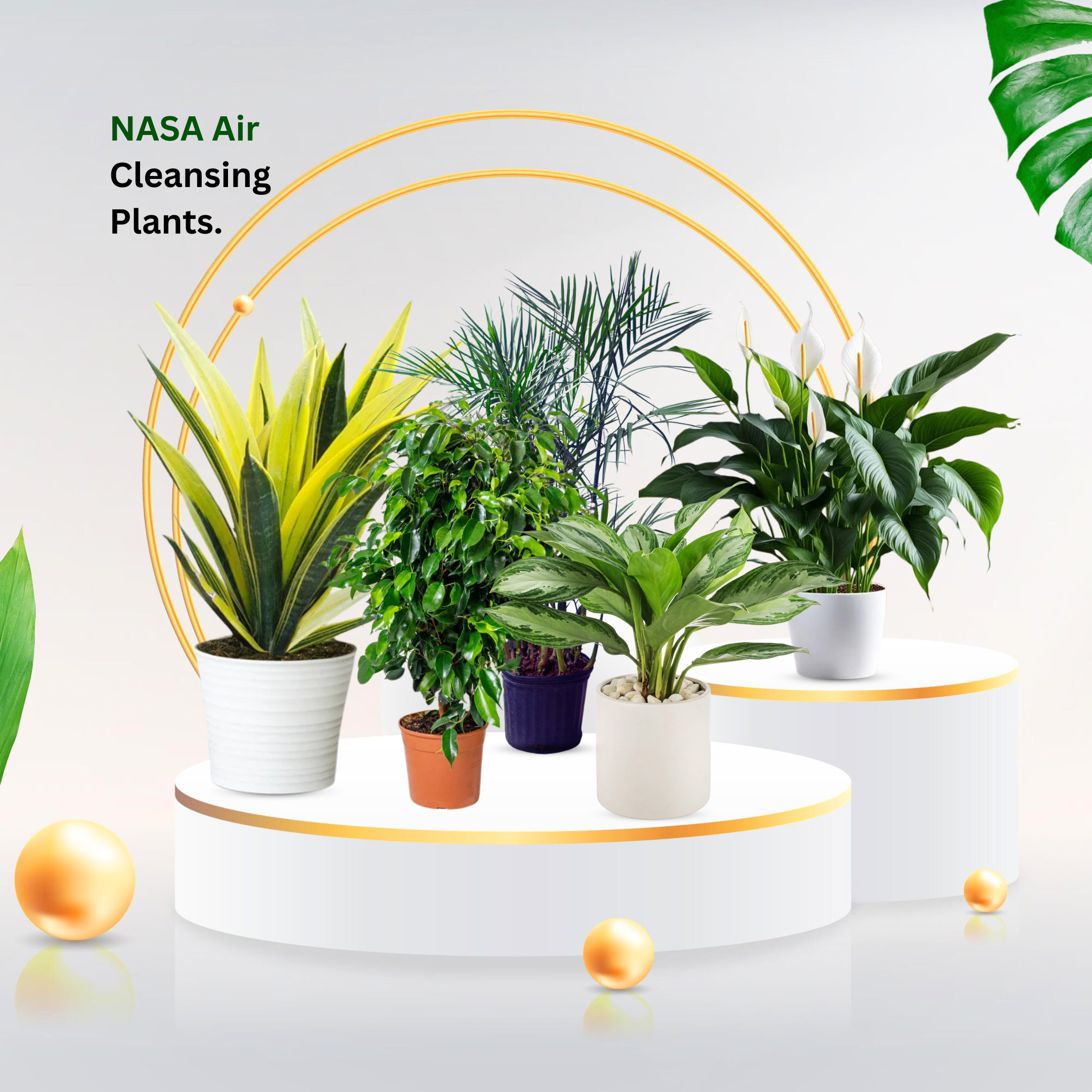 NASA Air Purifying Plants