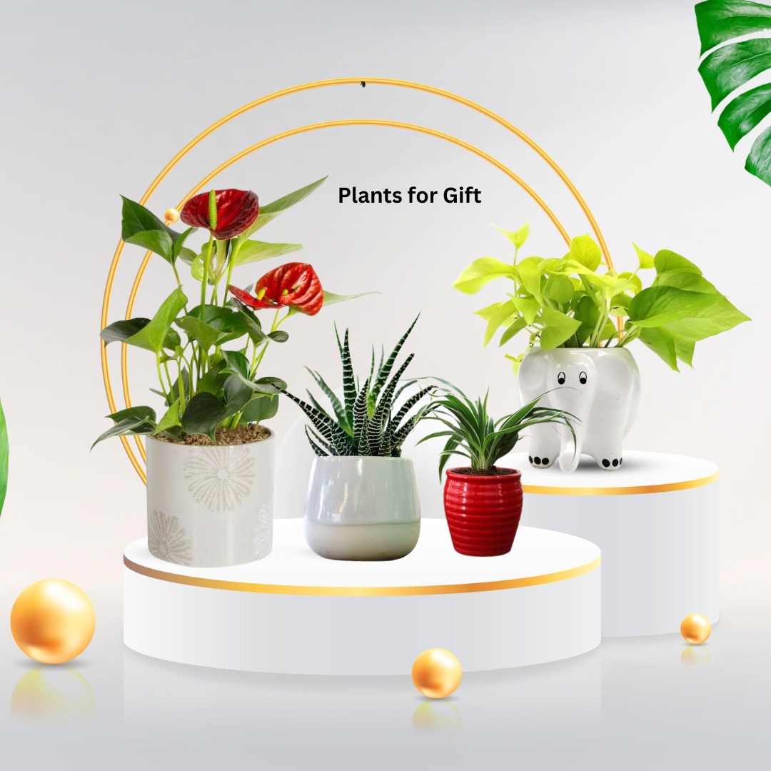 Plants for gift