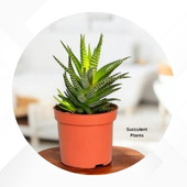 Succulent Plants