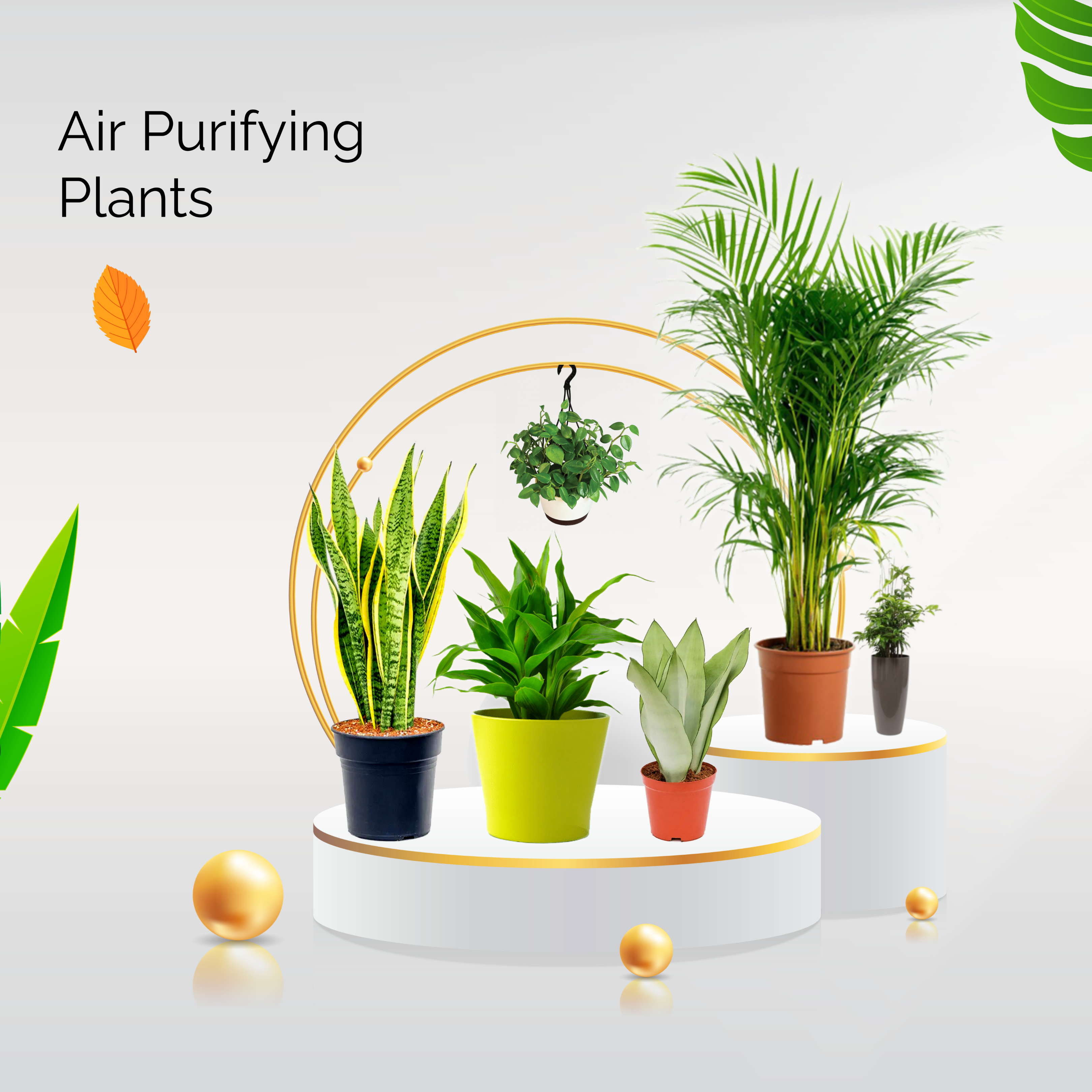 Air purifying plants
