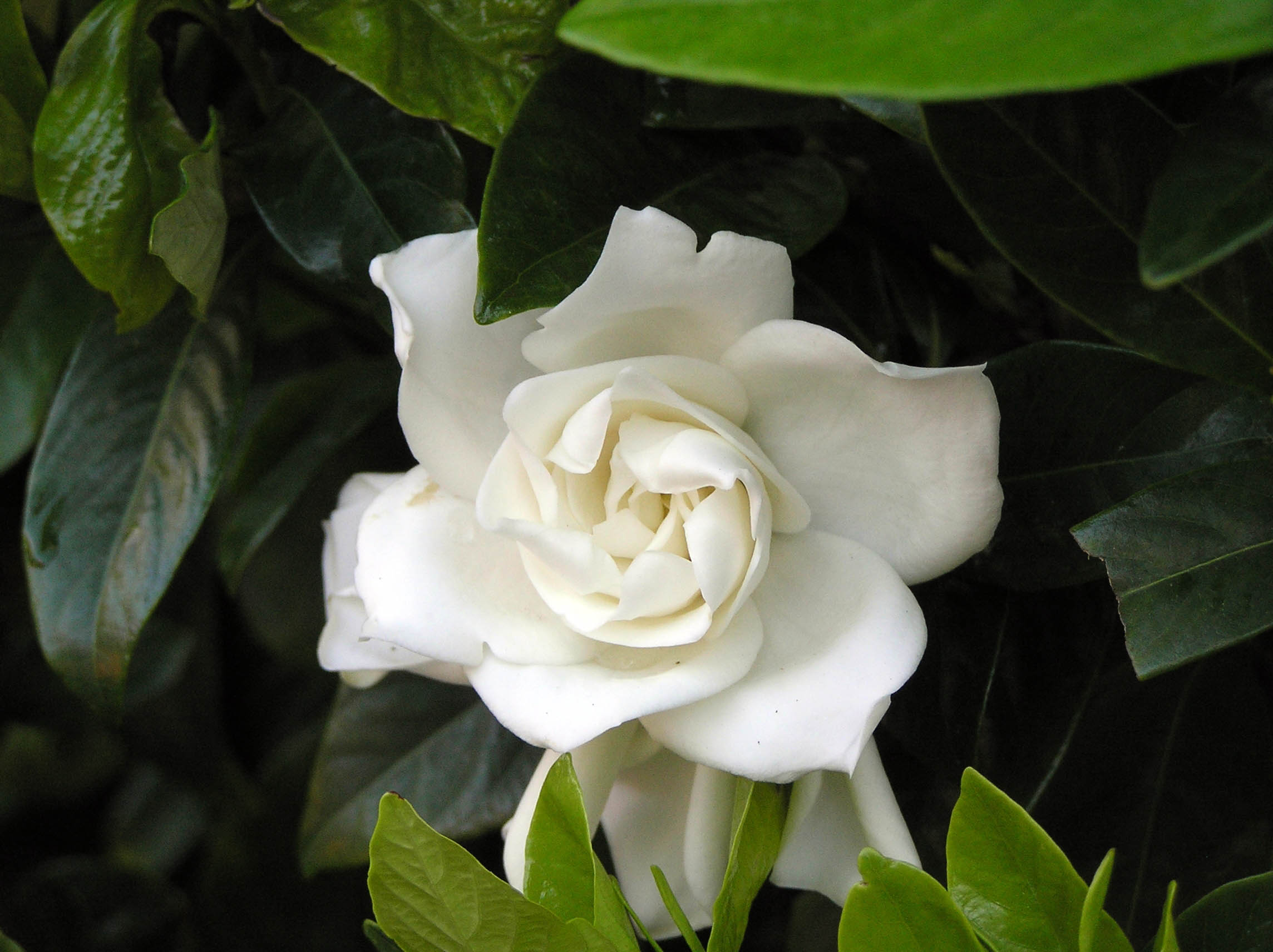 Peace Lily Plant