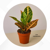 Low maintenance