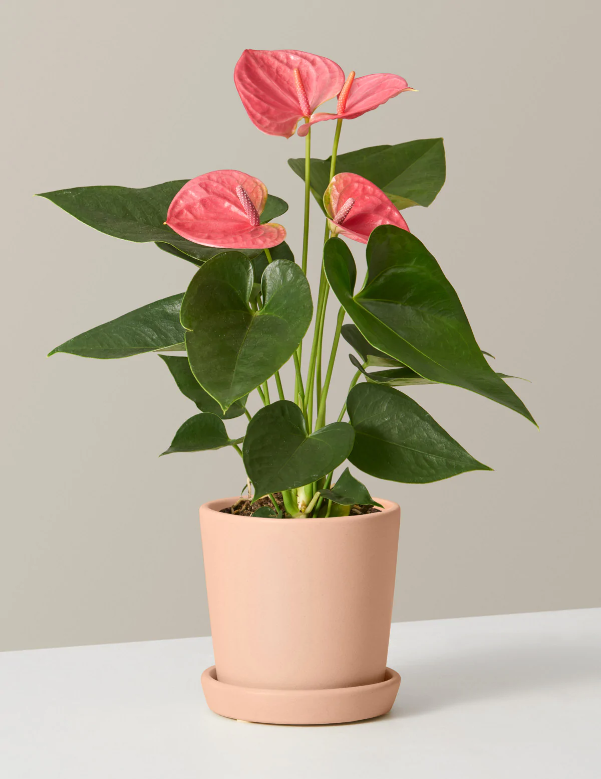 Peace Lily Plant